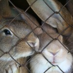 caged-rabbits-1382338