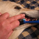 canine-dental-hygiene-1401509