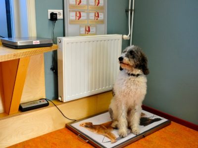 Jonge honden mogen elke maand binnenlopen voor de gewichtscontrole, daarbij worden ze gewogen door de assistentes en krijgt u antwoord op al uw vragen.